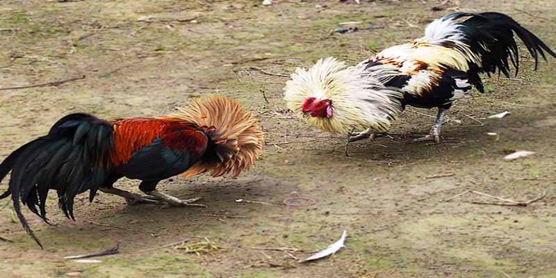 Cách chọn gà đá cựa cực chuẩn