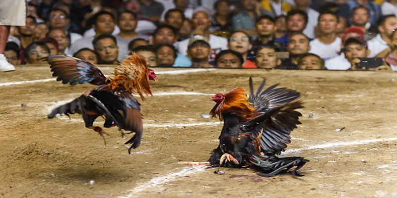 Đôi nét về đá gà Philippines